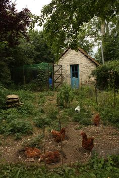 chickens are walking around in the yard near an old stone house with a blue door