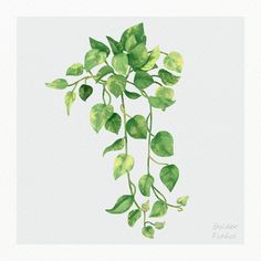 a watercolor painting of green leaves on a white background