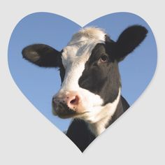 a black and white cow looking at the camera with a heart shaped sticker on it