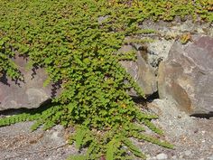 a rock wall covered in green plants next to some rocks and grass on the ground