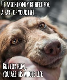 a brown dog is being held in his owner's hand with the caption he might only be here for a part of your life but for him, you are his whole life