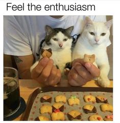 two cats that are sitting next to each other on a table with some food in front of them