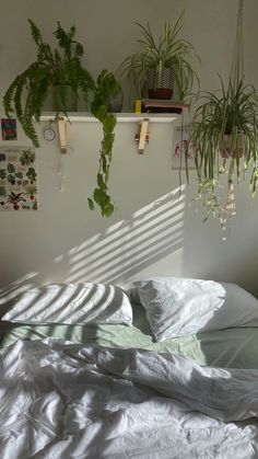 some plants are hanging on the wall above a bed