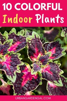 colorful indoor plants with text overlay that reads 10 colorful indoor plants