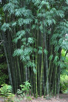 the tall bamboo trees are growing in the forest