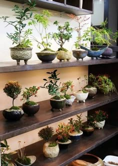 many potted plants on shelves in a room