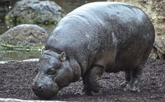 a hippopotamus is standing in the dirt