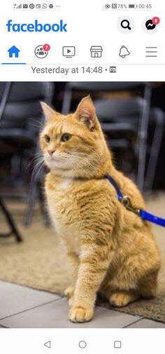 an orange cat sitting on the ground with a blue leash