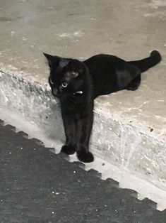 a black cat standing on the side of a cement wall