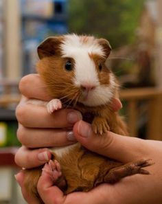 a small brown and white hamster being held by someone's hands in a room