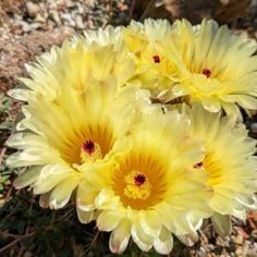 three yellow flowers sitting on top of a rocky ground