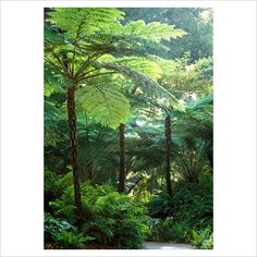 a river in the middle of a forest filled with trees and plants, surrounded by lush green foliage