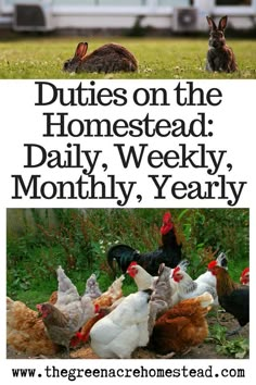 an image of chickens and rabbits in the grass with text that reads duties on the homestead daily, weekly, monthly, yearly