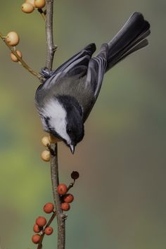 a bird sitting on top of a tree branch with berries hanging from it's branches