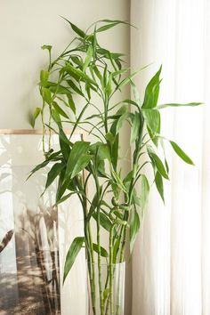 a tall green plant in a clear glass vase on a table next to a window