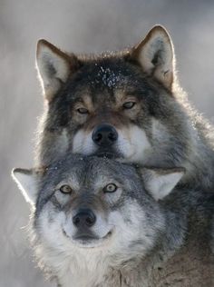 two gray wolfs standing next to each other with their eyes closed and looking at the camera