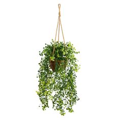 a potted plant hanging from a rope with green leaves on the top and bottom