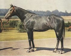 an old photo of a man holding the reins of a horse in front of him