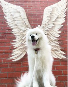 a white dog with angel wings on it's back is sitting in front of a brick wall