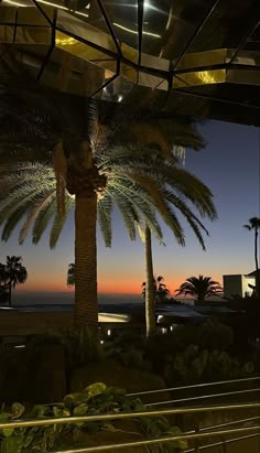 a palm tree in front of the ocean at night