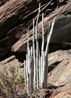 some very pretty plants growing out of the rocks