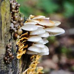 mushrooms growing on the side of a tree trunk