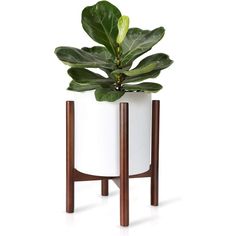 a white potted plant with wooden stand