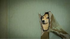 a dog peeks out from behind a torn up piece of cardboard with its head sticking out