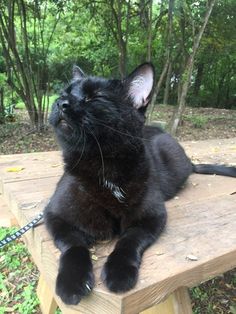 a black cat laying on top of a wooden table in the woods with trees behind it