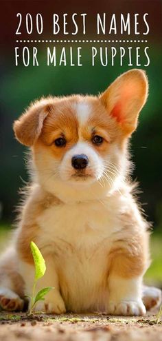 a small brown and white dog sitting on top of a grass covered field next to a plant