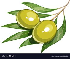 two olives with leaves on a white background