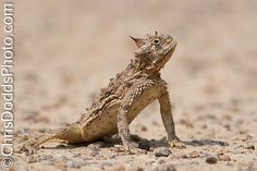 a close up of a small lizard on the ground