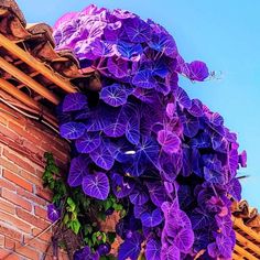 purple flowers are growing on the side of a brick building with a blue sky in the background