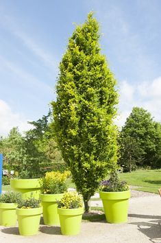 there are many potted trees in the park