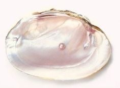 an oyster shell with a pearl in it