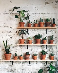 many potted plants are on shelves in front of a white brick wall with black metal brackets