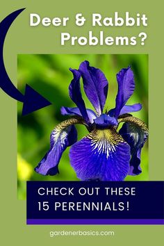 a blue flower with the words deer and rabbit problems? check out these 15 perennials