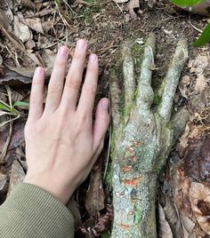 a person's hand next to a tree trunk on the ground with leaves around it