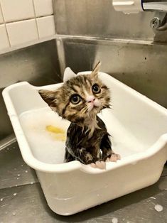 a cat sitting in a bathtub with its head sticking out and eyes wide open