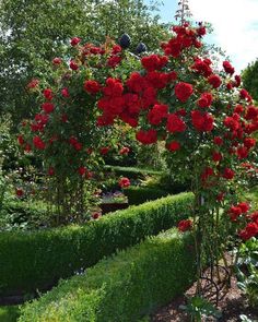 red roses are growing in the middle of a garden with hedges and trees around it