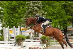 a person riding on the back of a brown horse jumping over an obstacle with trees in the background