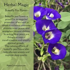 purple flowers with green leaves in the background and an inspirational quote about butterfly pea flower