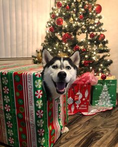 a husky dog sitting in front of presents under a christmas tree with its mouth open