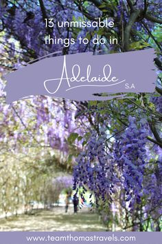 trees with purple flowers and the words 15 unmissable things to do in adelaide