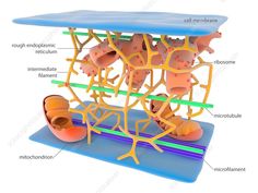 the structure of an animal's nervous system