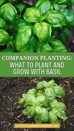 green basil plants growing in the ground with text overlay reading companion planting what to plant and grow with basil