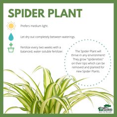 a spider plant is shown with information about it's different types and colors, including green