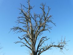 a large tree with no leaves on it in the middle of a grassy field under a blue sky