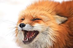 a red fox with its mouth open showing teeth