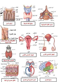 an illustrated diagram of the human body